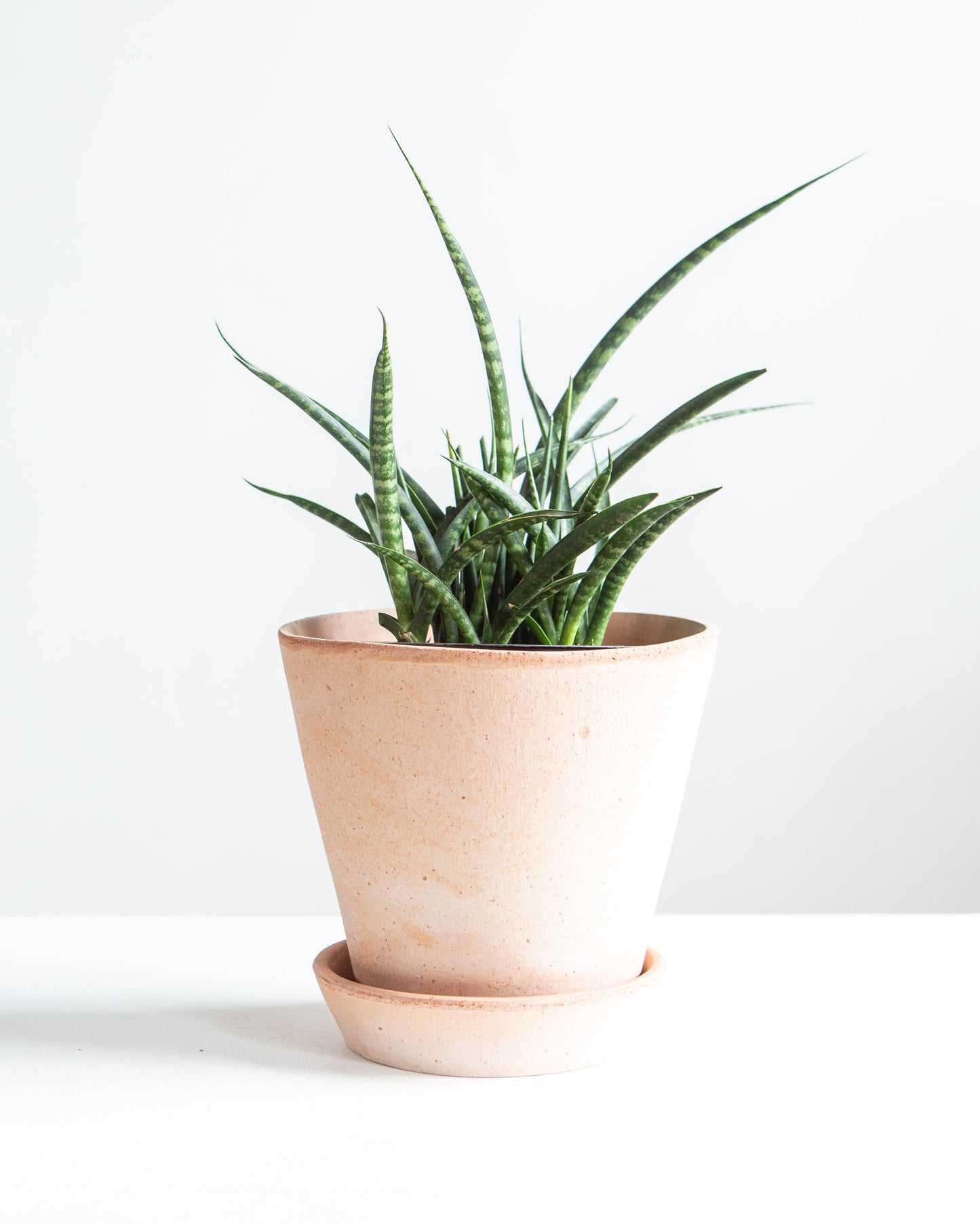 Fernwood Punk Snake Plant: Sansevieria bacularis - 4 inch pot