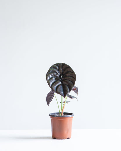 Red Mambo Elephant Ear: Alocasia 'Red Azlanii' - 4 inch pot