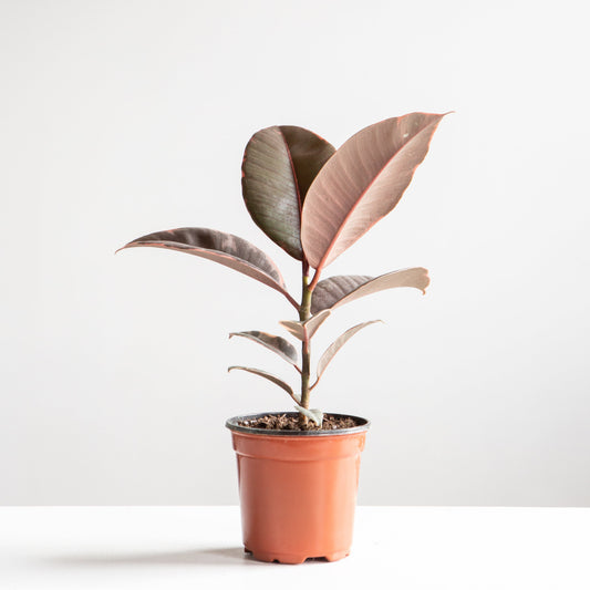 Ruby Rubber Plant: Ficus elastica - 4 inch pot