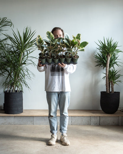 Tineke Rubber Plant: Ficus elastica - 5 inch pot