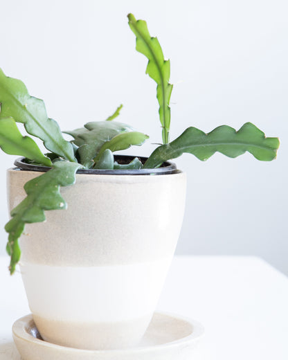 Fishbone Cactus: Disocactus anguliger - 4 inch pot