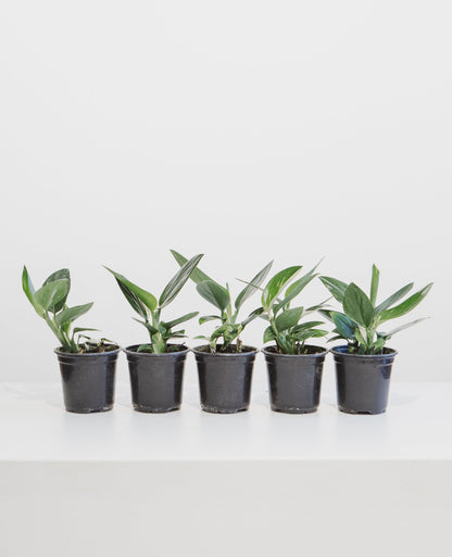 Philodendron Cobra: Monstera standleyana - 4 inch pot — indoor plant — indoor plant for sale by Promise Supply for delivery and pickup in Toronto.
