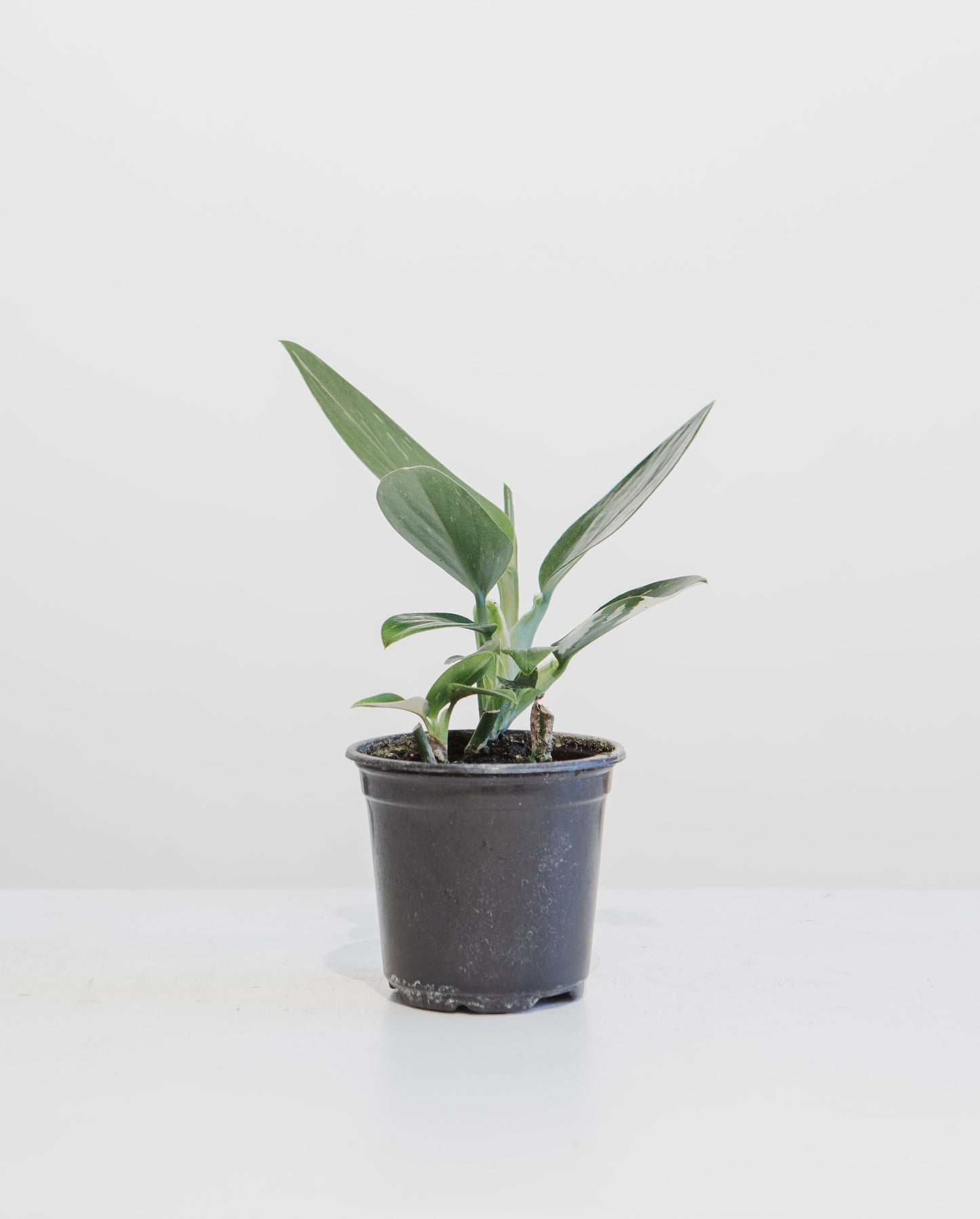 Philodendron Cobra: Monstera standleyana - 4 inch pot — indoor plant — indoor plant for sale by Promise Supply for delivery and pickup in Toronto.