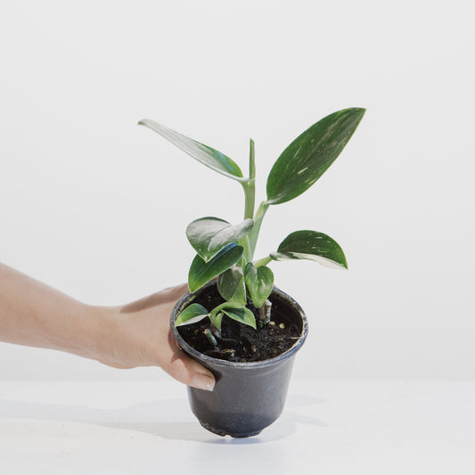 Philodendron Cobra: Monstera standleyana - 4 inch pot — indoor plant — indoor plant for sale by Promise Supply for delivery and pickup in Toronto.