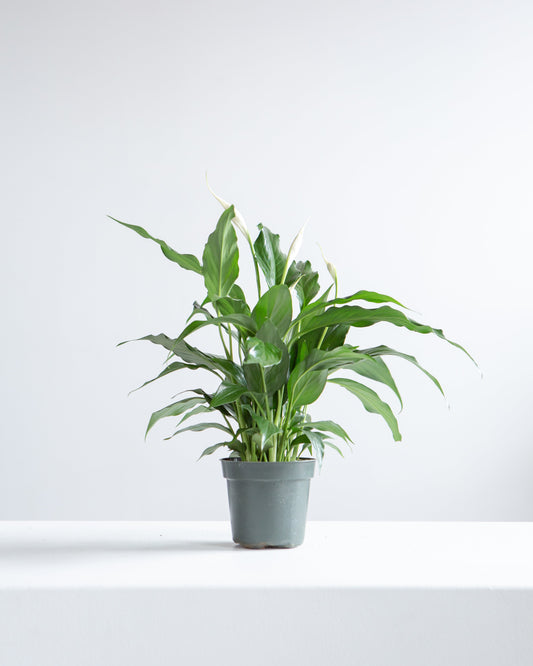 Peace Lily: Spathiphyllum - 6 inch pot