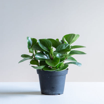 Baby Rubber Plant: Peperomia obtusifolia - 5 inch pot