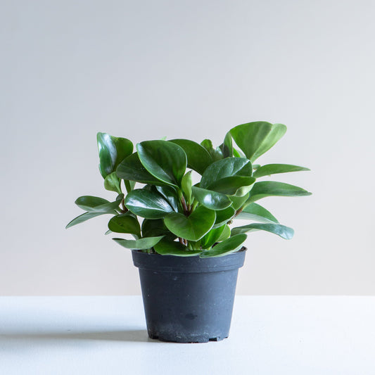 Baby Rubber Plant: Peperomia obtusifolia - 5 inch pot