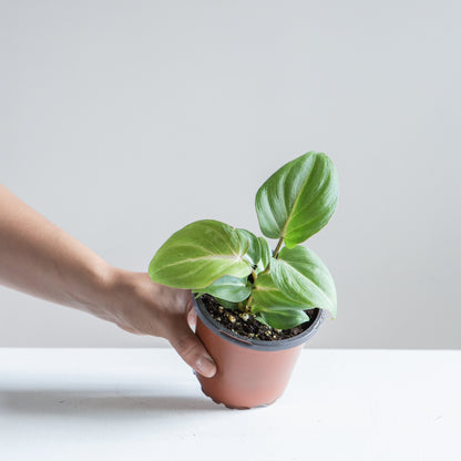 Gloriosum: Philodendron gloriosum - 4 inch pot — indoor plant — indoor plant for sale by Promise Supply for delivery and pickup in Toronto.