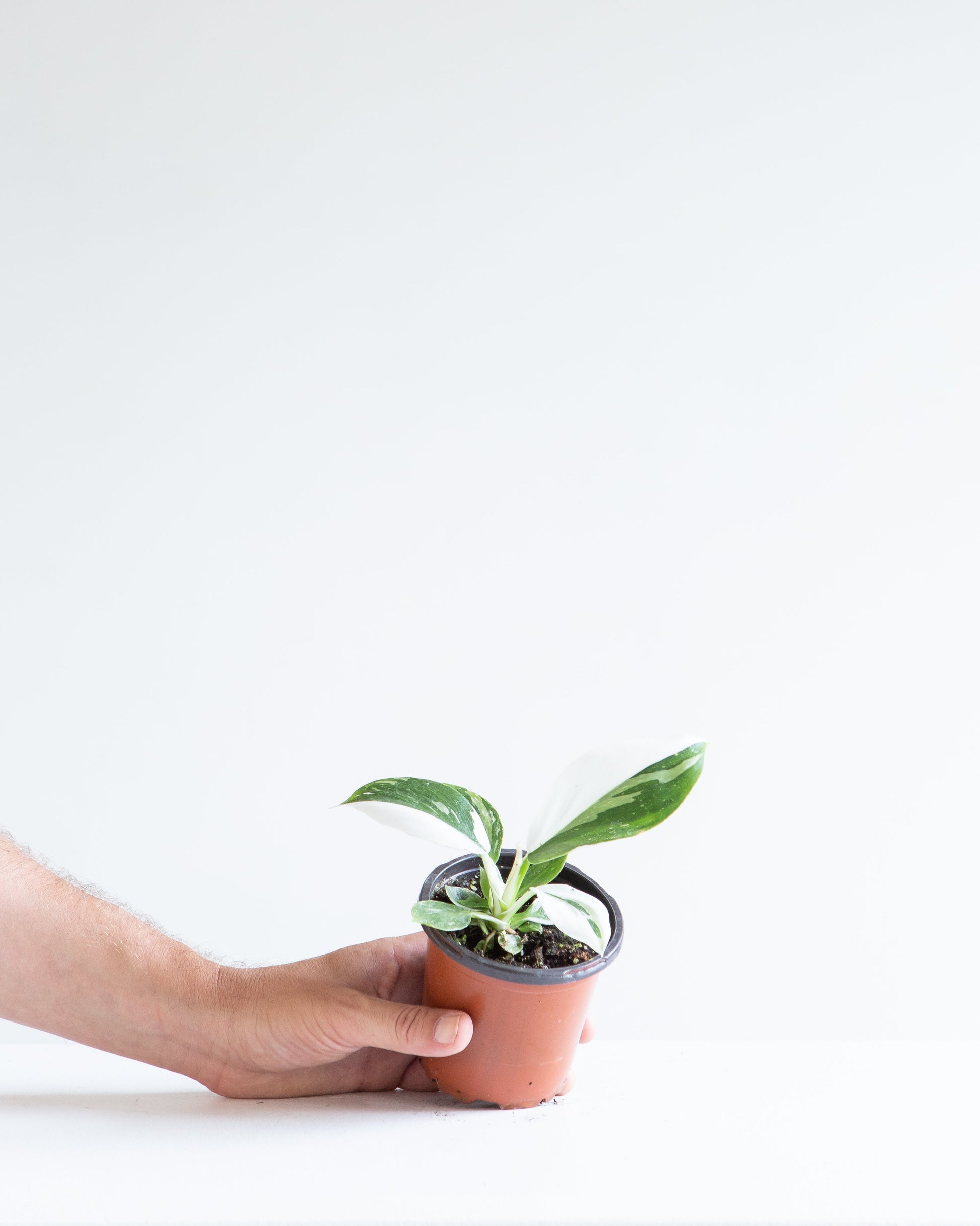 White Princess: Philodendron sp. - 4 inch pot — in white planter — indoor plant for sale by Promise Supply for delivery and pickup in Toronto.