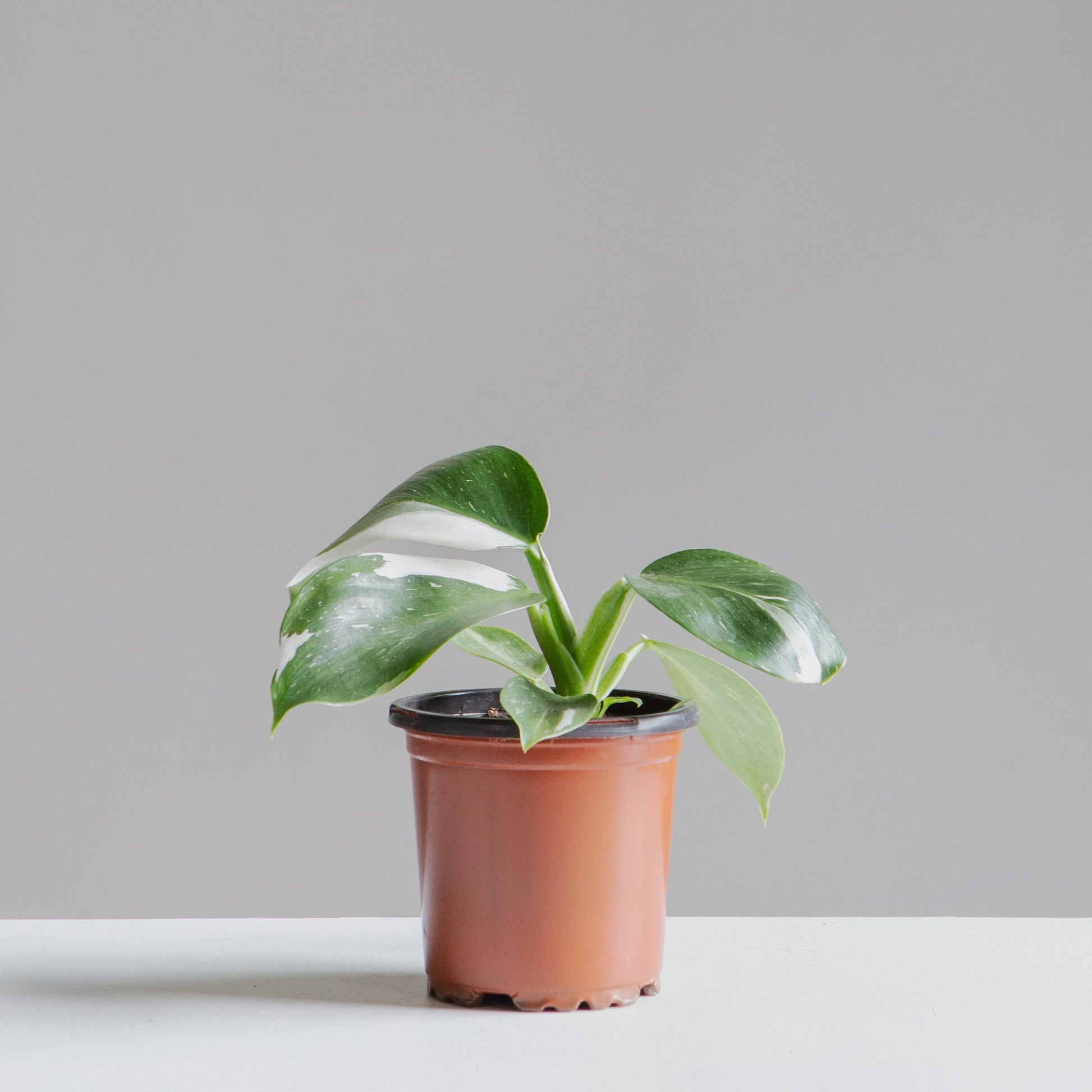 White Wizard: Philodendron erubescens - 4 inch pot — in white planter — indoor plant for sale by Promise Supply for delivery and pickup in Toronto.