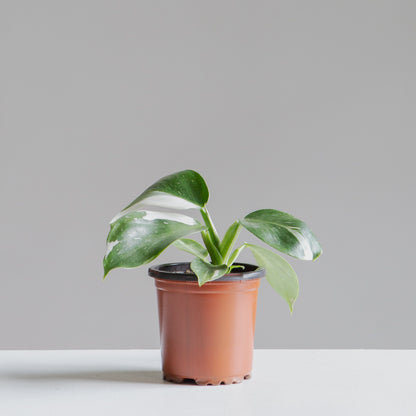 White Wizard: Philodendron erubescens - 4 inch pot — in white planter — indoor plant for sale by Promise Supply for delivery and pickup in Toronto.