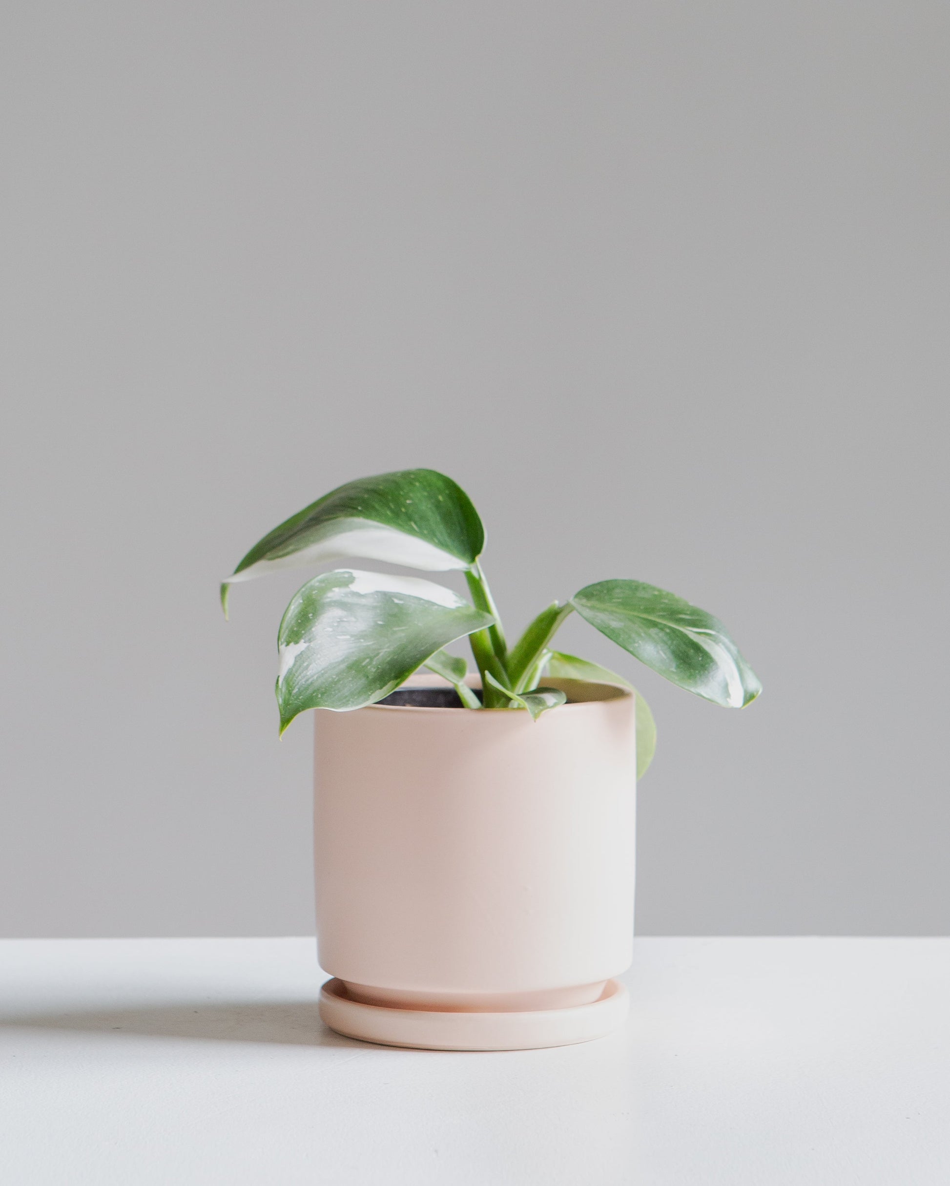 White Wizard: Philodendron erubescens - 4 inch pot — in white planter — indoor plant for sale by Promise Supply for delivery and pickup in Toronto.
