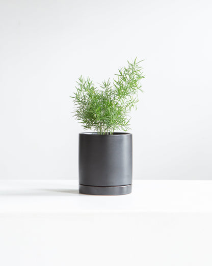 Romey Ceramic Pot with Drainage and Tray | 4 inch Diameter