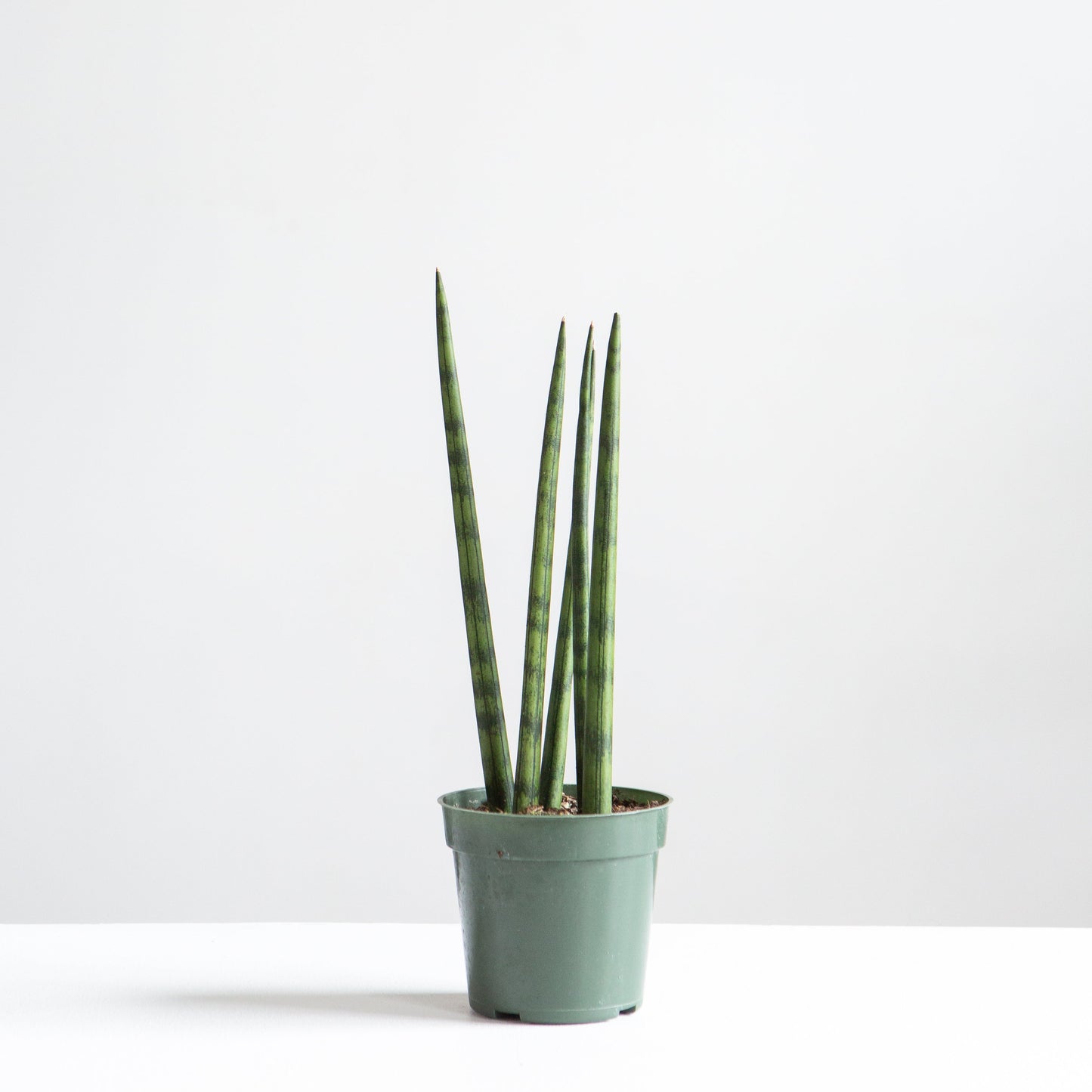 Spear Snake plant: Sansevieria cylindrica - 4 inch pot — indoor plant — indoor plant for sale by Promise Supply for delivery and pickup in Toronto.