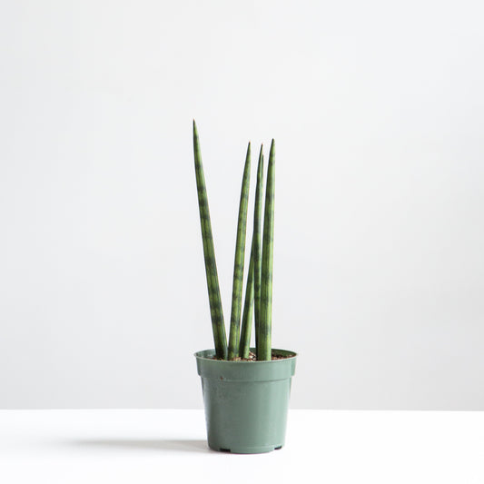 Spear Snake plant: Sansevieria cylindrica - 4 inch pot