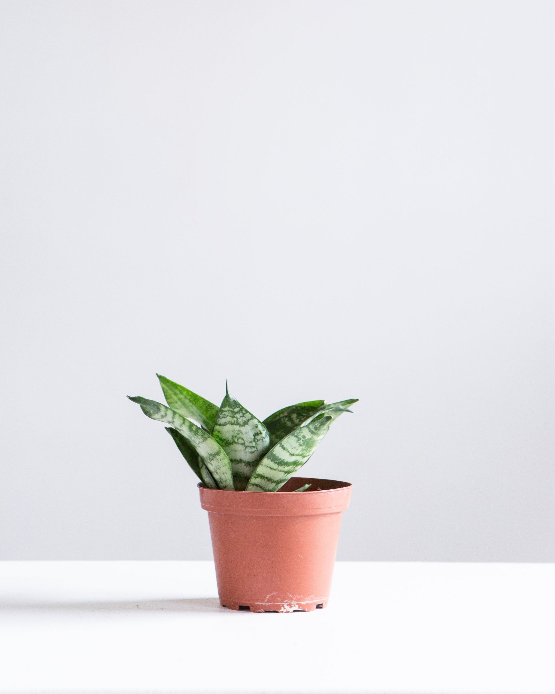 birdsnest snake plant care Green Birds Nest Snake Plant - 4" Pot