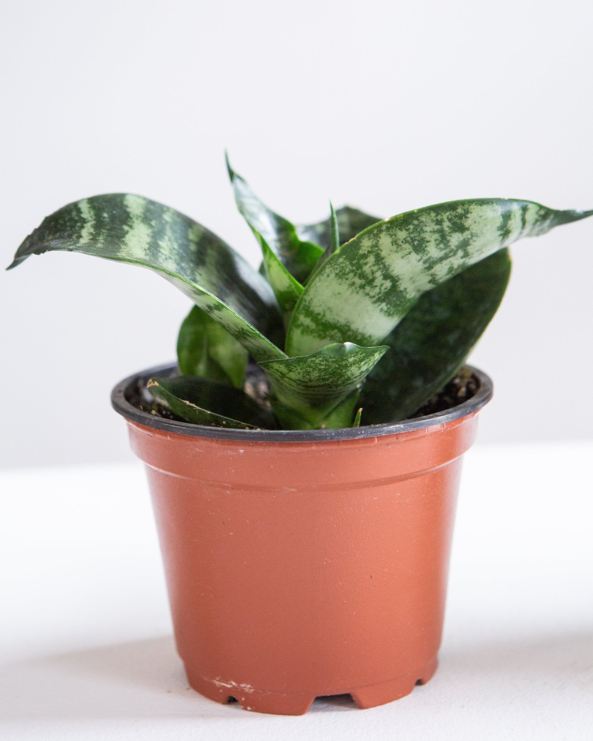 birdsnest snake plant Green Birds Nest Snake Plant - 4" Pot