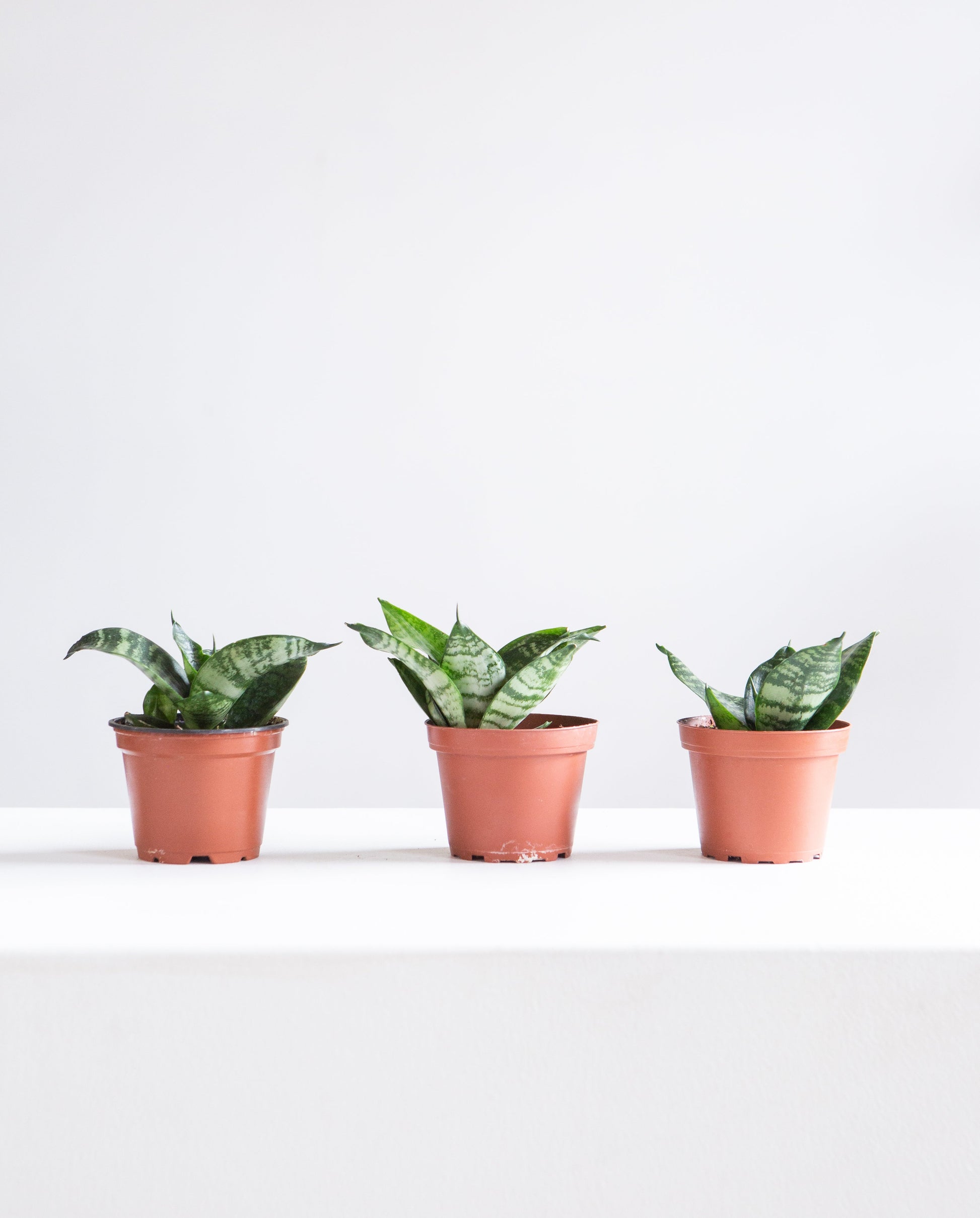 sansevieria birdnest Green Birds Nest Snake Plant - 4" Pot