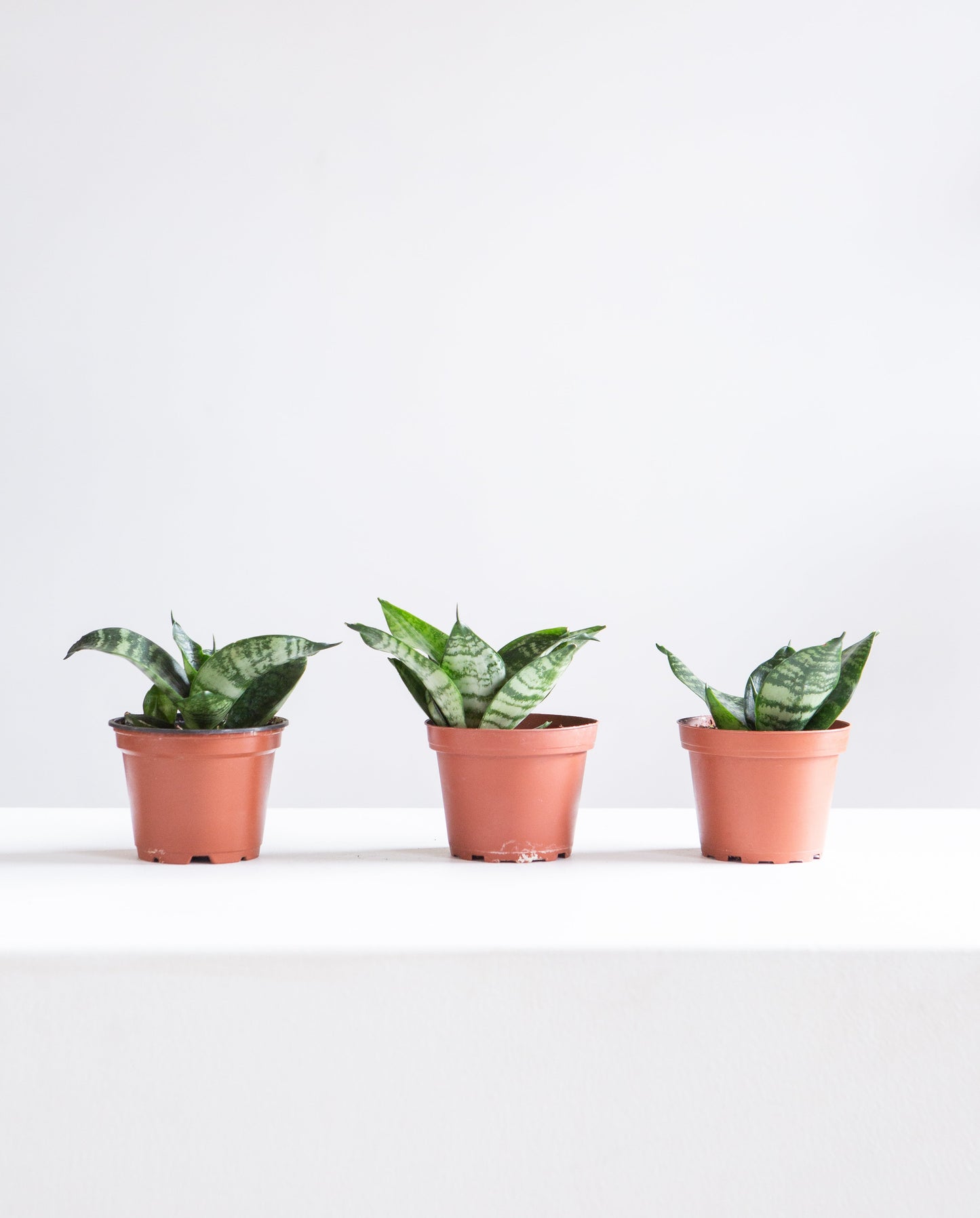 Green Birds Nest Snake Plant: Sansevieria hahnii 'Zeylanica' - 4 inch pot