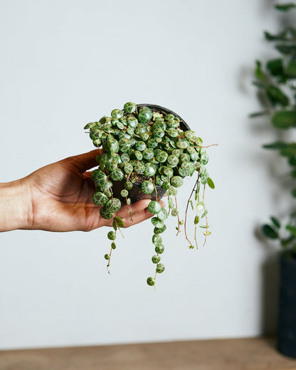 String of Turtles: Peperomia prostrata - 4 inch pot