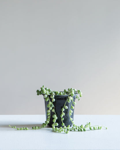 Variegated String of Pearls: Curio rowleyanus - 4 inch pot — indoor plant — indoor plant for sale by Promise Supply for delivery and pickup in Toronto.