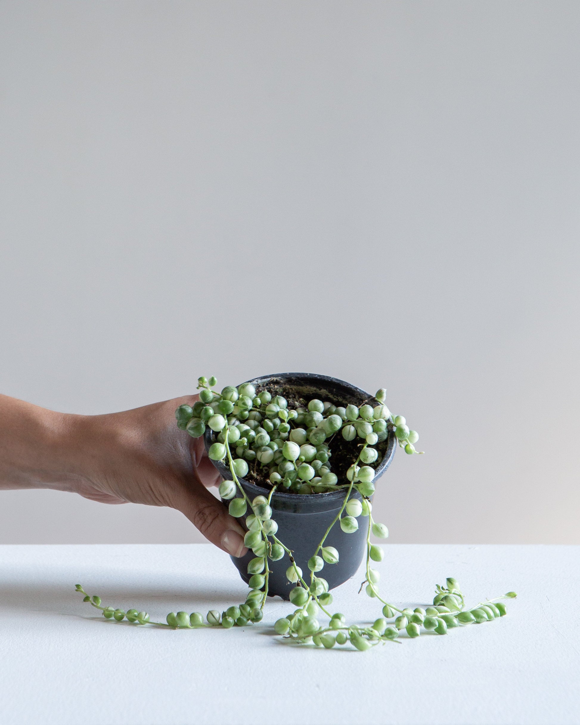 Variegated String of Pearls: Curio rowleyanus - 4 inch pot — indoor plant — indoor plant for sale by Promise Supply for delivery and pickup in Toronto.