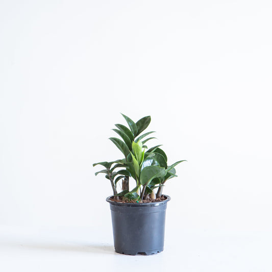 ZZ Plant Compact Leaf: Zamioculcas zamiifolia 'Zenzi' - 4 inch pot