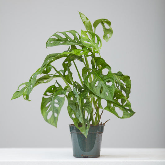Swiss Cheese Vine: Monstera adansonii - 5 inch pot — indoor plant — indoor plant for sale by Promise Supply for delivery and pickup in Toronto.