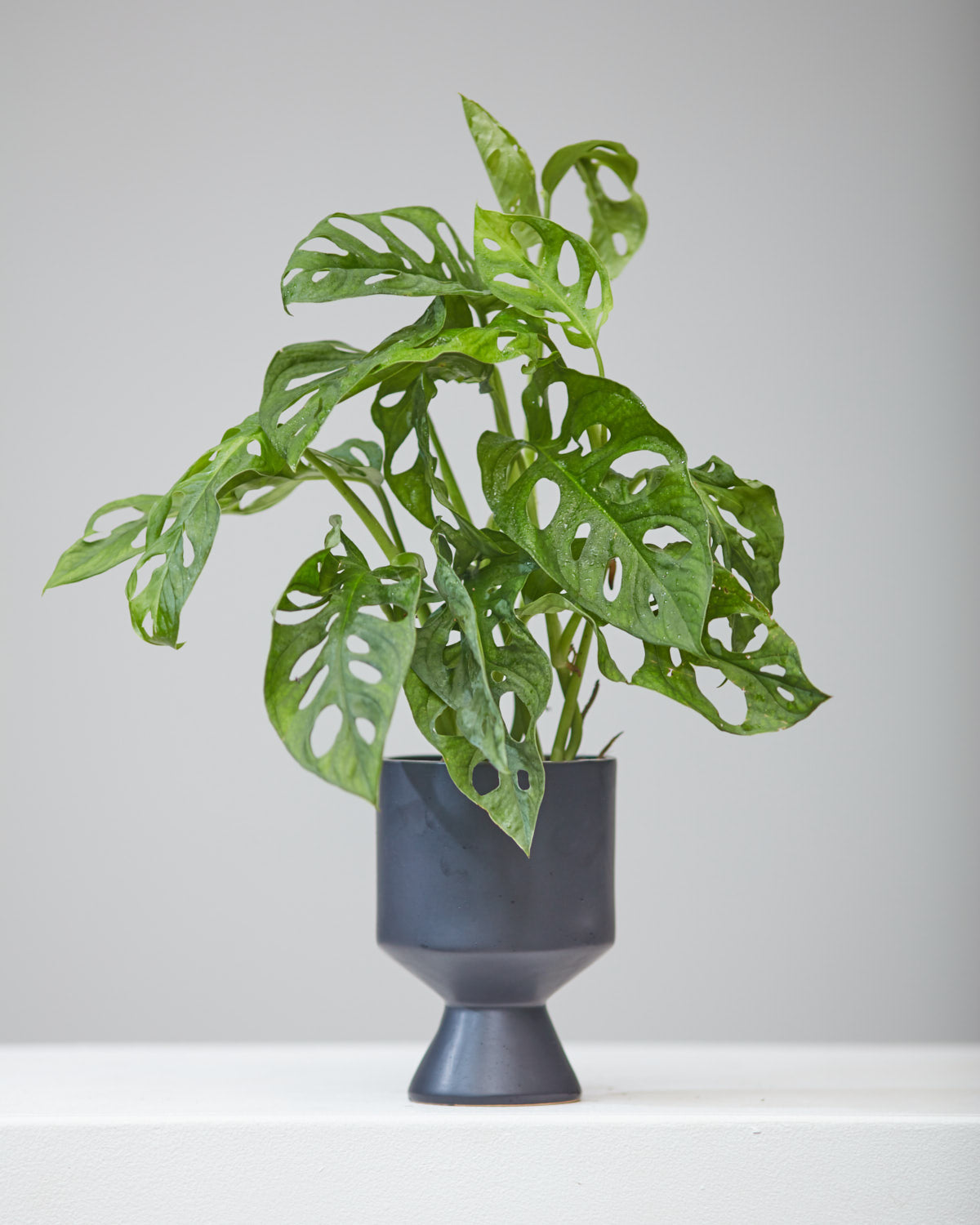 Swiss Cheese Vine: Monstera adansonii - 5 inch pot — in black planter — indoor plant for sale by Promise Supply for delivery and pickup in Toronto.