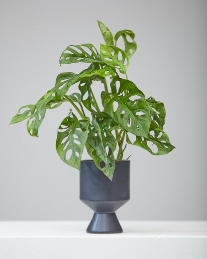 Swiss Cheese Vine: Monstera adansonii - 5 inch pot — in black planter — indoor plant for sale by Promise Supply for delivery and pickup in Toronto.