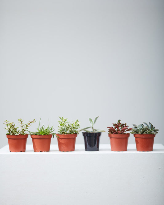 Assorted Succulents - 4 inch pot