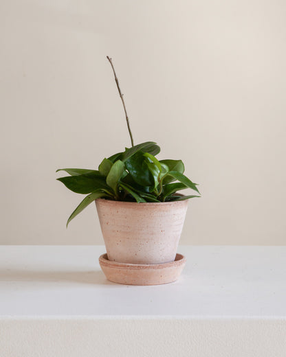 Wax Plant: Hoya carnosa 'Chelsea' - 4 inch pot — indoor plant — indoor plant for sale by Promise Supply for delivery and pickup in Toronto.