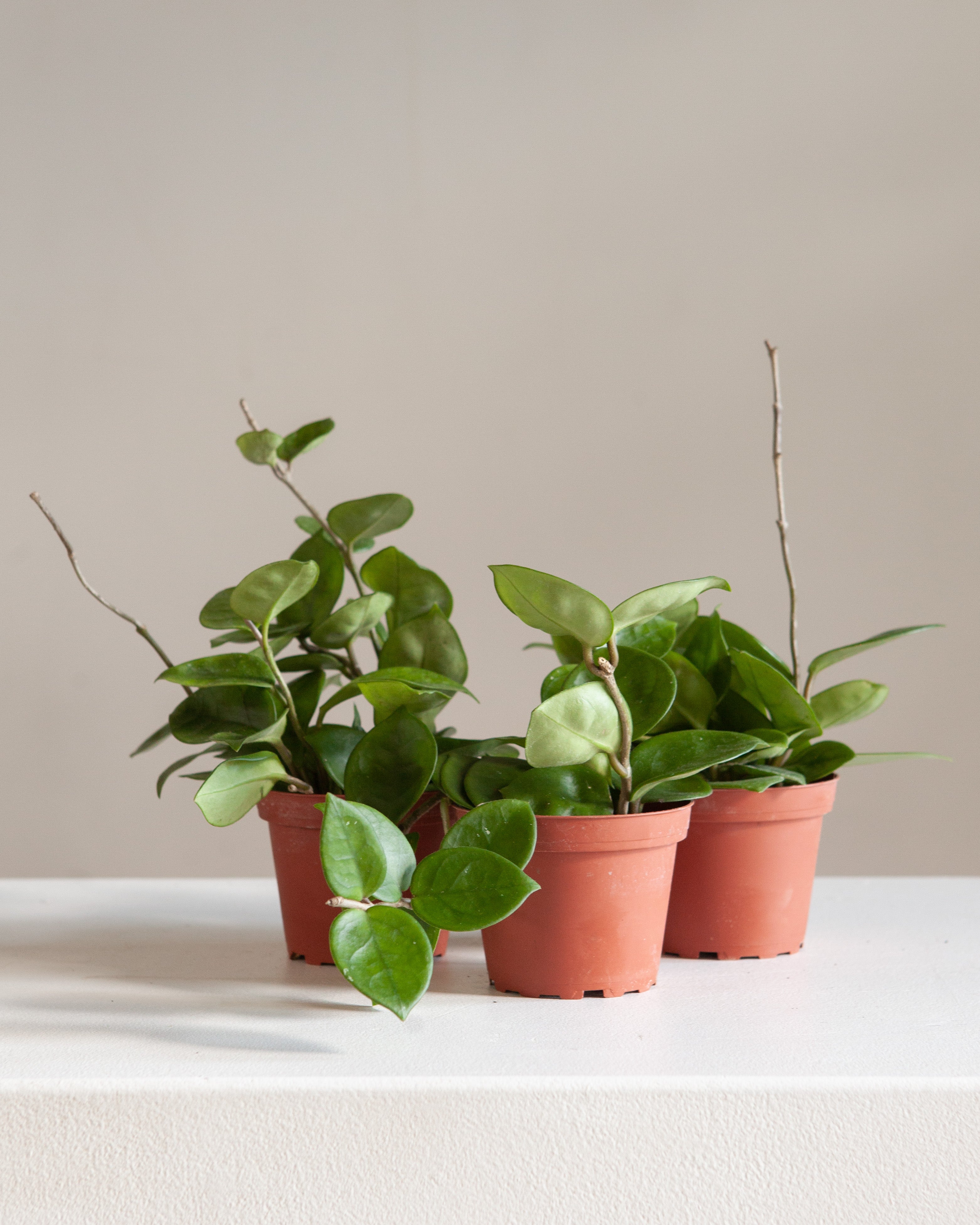Chelsea Wax Plant: Hoya Carnosa - 4