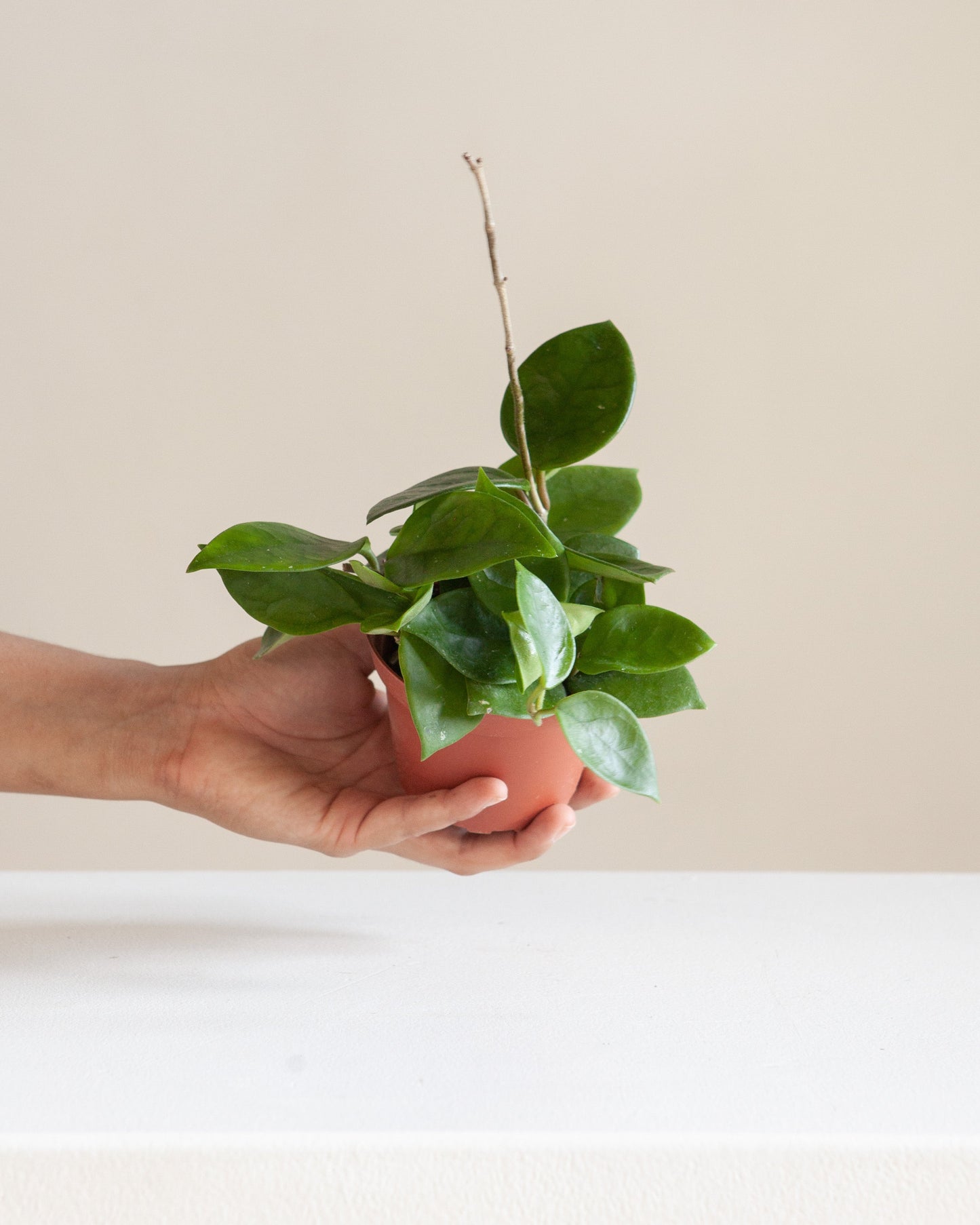 Wax Plant: Hoya carnosa 'Chelsea' - 4 inch pot — indoor plant — indoor plant for sale by Promise Supply for delivery and pickup in Toronto.