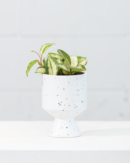 Crimson Princess Wax Plant: Hoya carnosa - 4 inch pot — indoor plant — indoor plant for sale by Promise Supply for delivery and pickup in Toronto.
