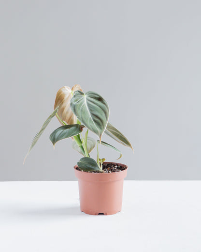 Black Gold: Philodendron melanochrysum - 4 inch pot — indoor plant — indoor plant for sale by Promise Supply for delivery and pickup in Toronto.