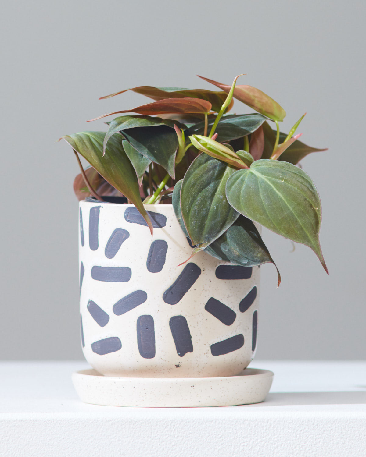 Velvet Leaf: Philodendron micans - 4 inch pot — indoor plant — indoor plant for sale by Promise Supply for delivery and pickup in Toronto.