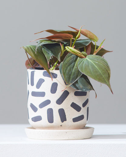 Velvet Leaf: Philodendron micans - 4 inch pot — indoor plant — indoor plant for sale by Promise Supply for delivery and pickup in Toronto.