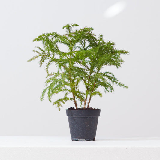 Norfolk Island Pine: Araucaria heterophylla - 4 inch pot — indoor plant — indoor plant for sale by Promise Supply for delivery and pickup in Toronto.