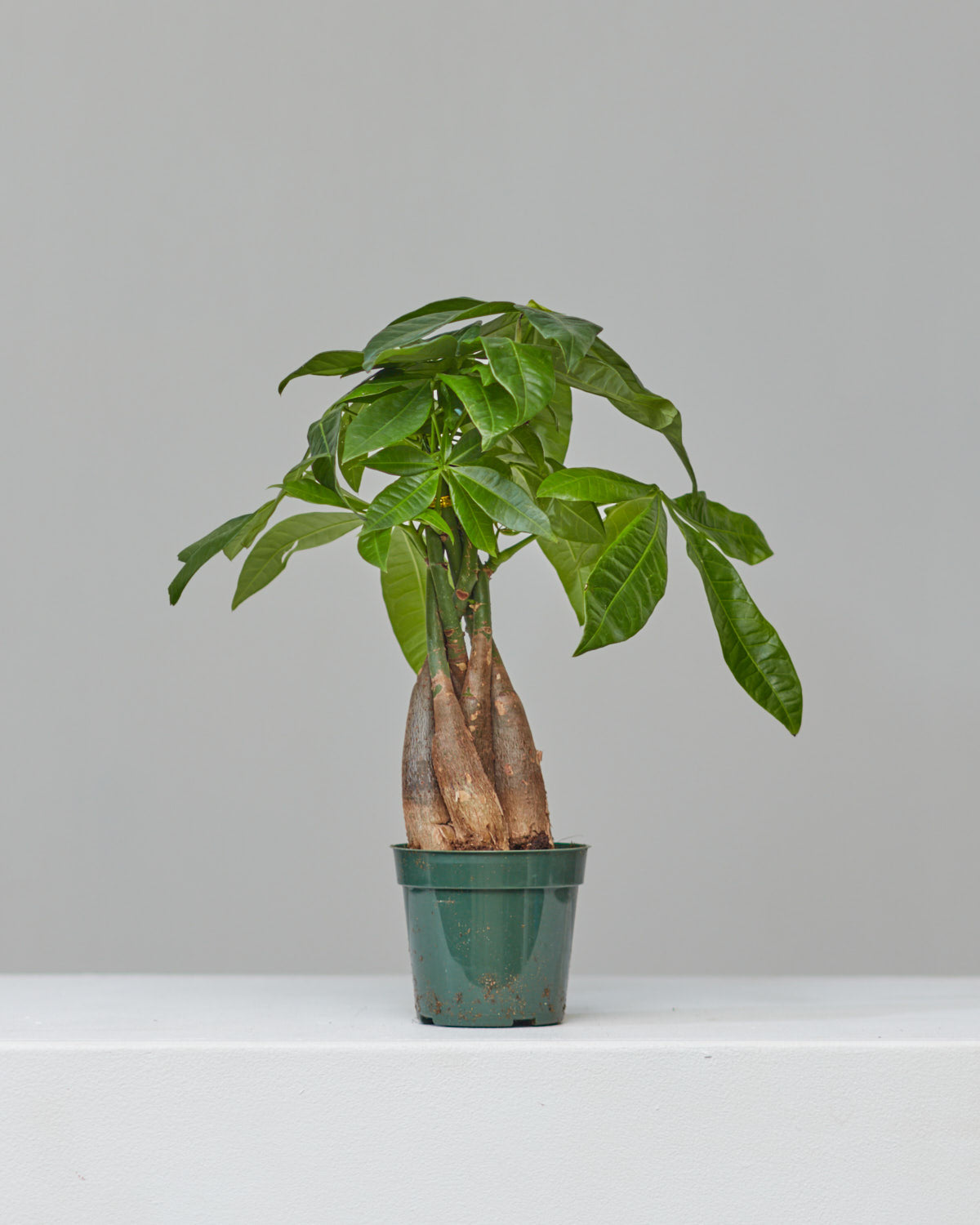 Money Tree: Pachira aquatica - 5 inch pot — indoor plant — indoor plant for sale by Promise Supply for delivery and pickup in Toronto.