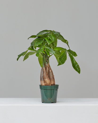Money Tree: Pachira aquatica - 5 inch pot — indoor plant — indoor plant for sale by Promise Supply for delivery and pickup in Toronto.