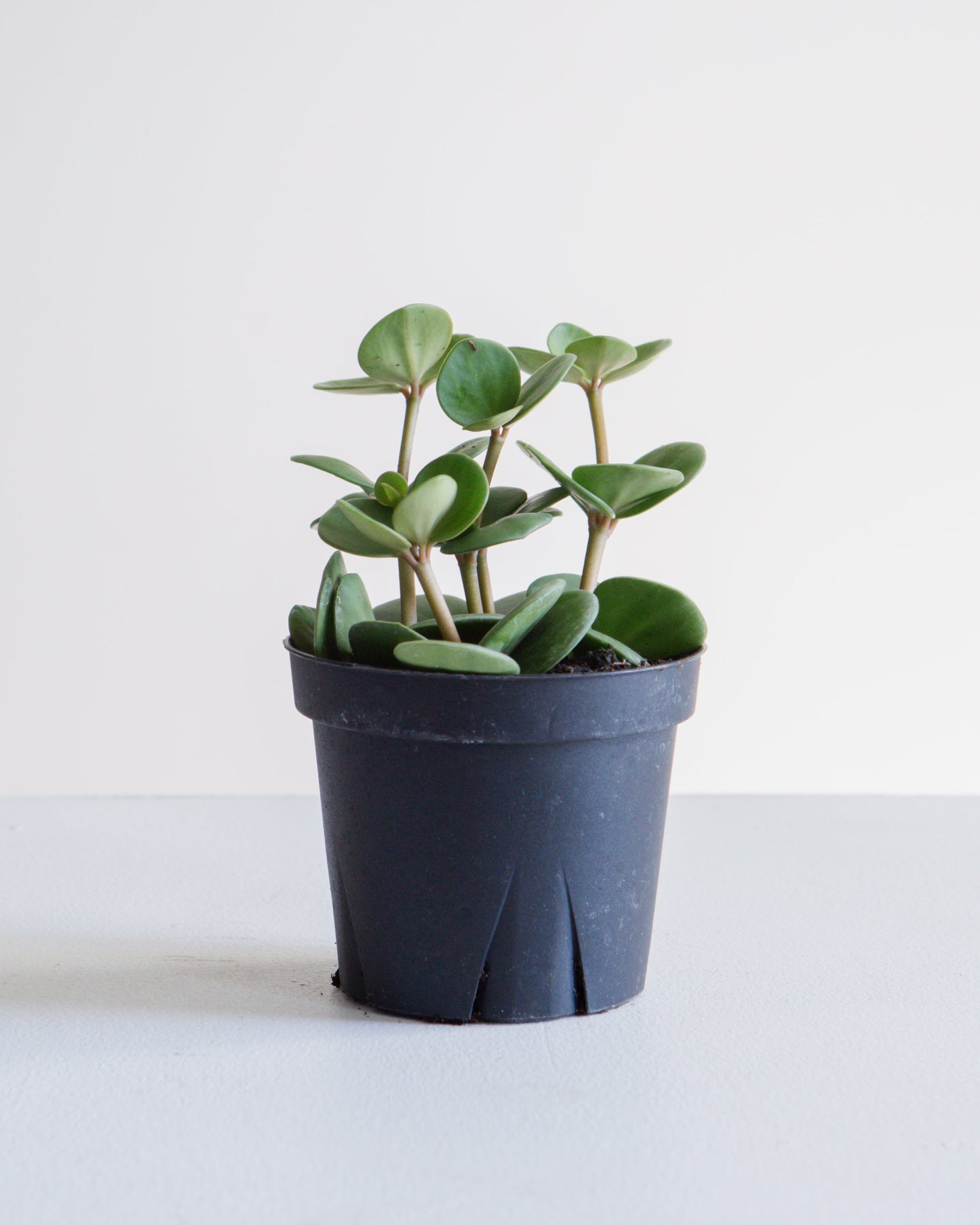 Peperomia Hope: Peperomia perciliata - 4 inch pot — indoor plant — indoor plant for sale by Promise Supply for delivery and pickup in Toronto.
