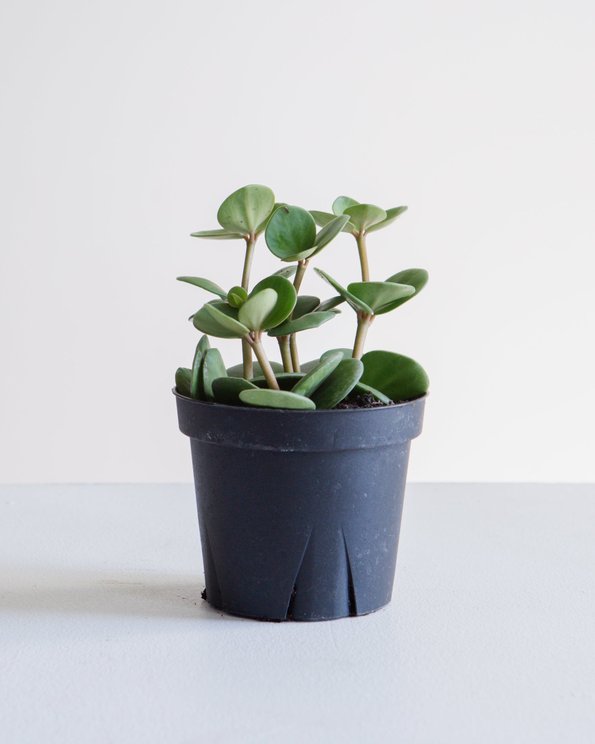 Peperomia Hope: Peperomia perciliata - 4 inch pot — indoor plant — indoor plant for sale by Promise Supply for delivery and pickup in Toronto.