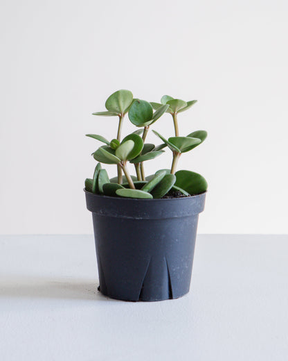 Peperomia Hope: Peperomia perciliata - 4 inch pot — indoor plant — indoor plant for sale by Promise Supply for delivery and pickup in Toronto.