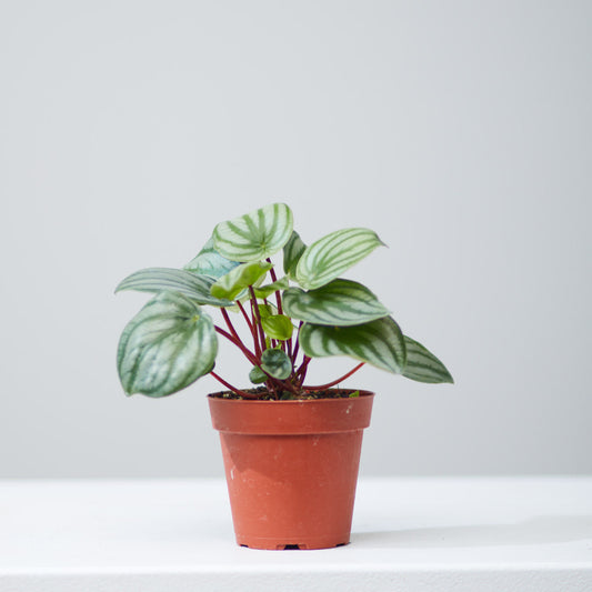 Watermelon Peperomia: Peperomia argyreia - 5 inch pot