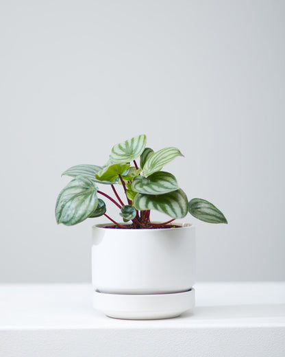Watermelon Peperomia: Peperomia argyreia - 5 inch pot