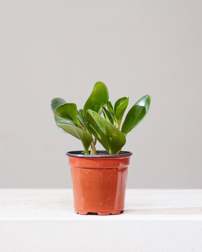 Baby Rubber Plant: Peperomia obtusifolia - 4 inch pot