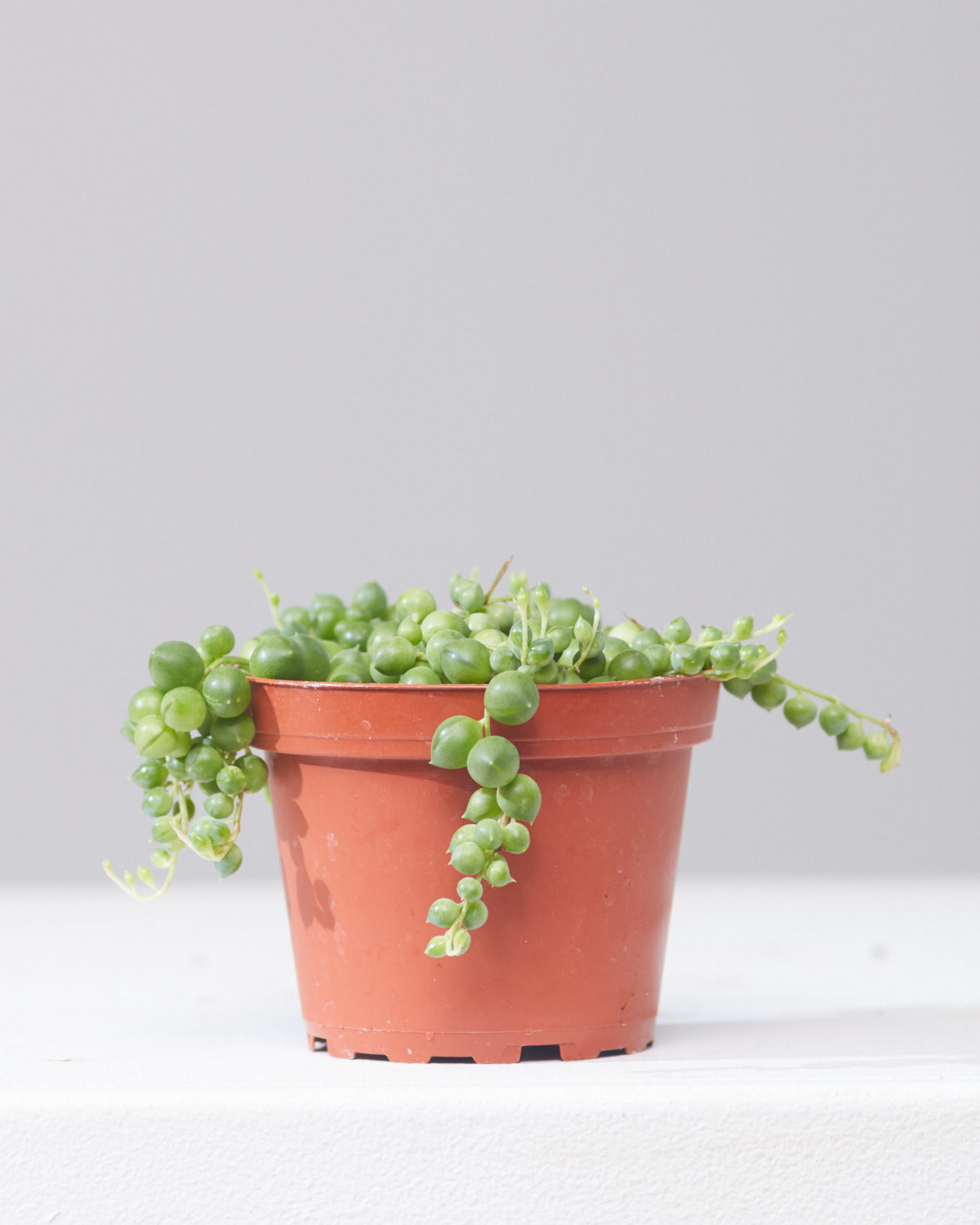 String of Pearls: Curio rowleyanus - 4 inch pot — indoor plant — indoor plant for sale by Promise Supply for delivery and pickup in Toronto.