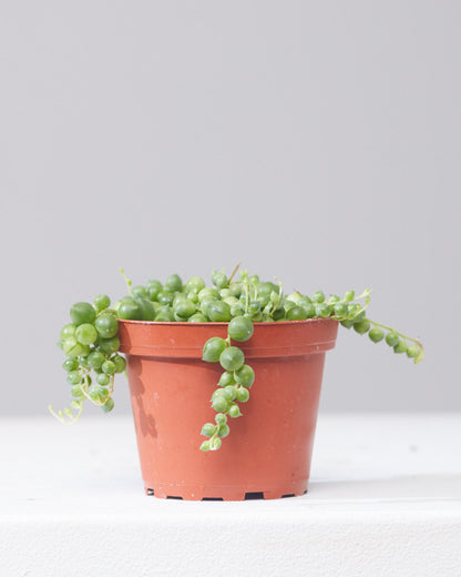 String of Pearls: Curio rowleyanus - 4 inch pot — indoor plant — indoor plant for sale by Promise Supply for delivery and pickup in Toronto.
