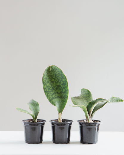 Whale Fin Snake Plant: Sansevieria masoniana - 4 inch pot — indoor plant — indoor plant for sale by Promise Supply for delivery and pickup in Toronto.